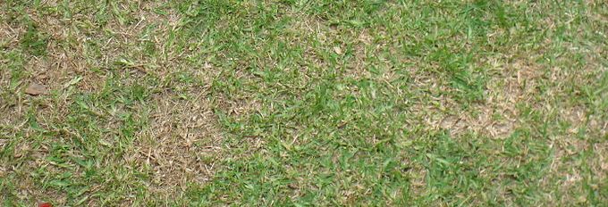 Brown patches in Grass
