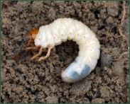 chafer grub