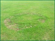 Fairy Rings