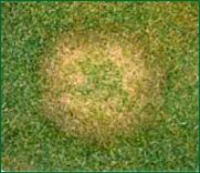 Fusarium Patch
