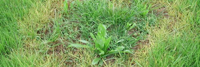 Lawn Disease