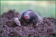 moles
