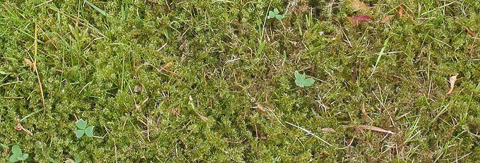 Moss Control